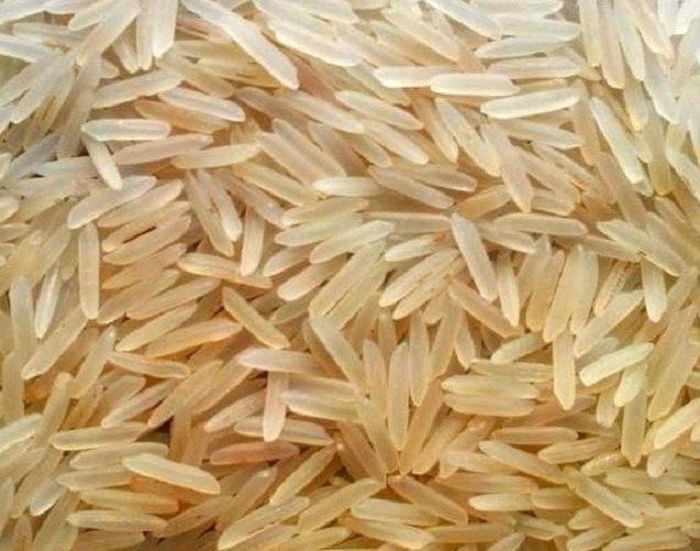 1509 Golden Sella Rice