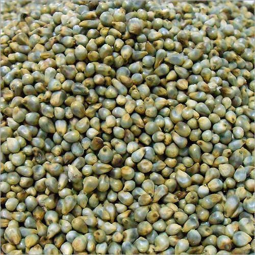 Light Green Natural Bajra Seeds, for Cooking, Style : Dried