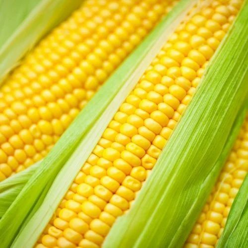 Fresh Yellow Corn