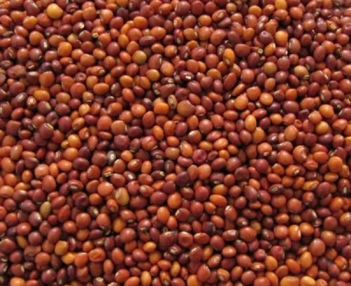 Pigeon Pea