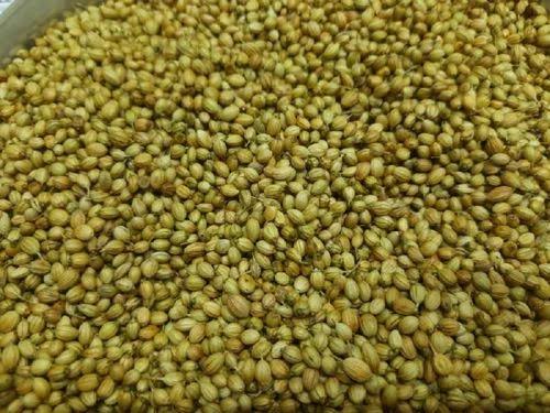 Raw Common Coriander Seeds, for Human consumption, Certification : FSSAI Certified