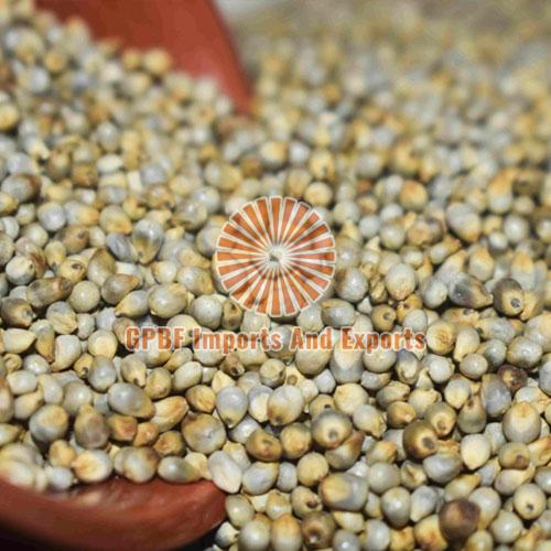 Pearl Millet, for Cooking, Cattle Feed, Packaging Type : Gunny Bag