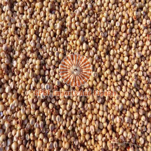 Sorghum Cattle Feed