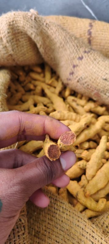 Finger Turmeric