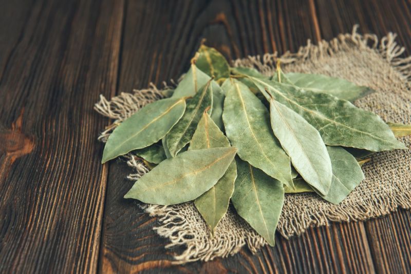 Green Bay Leaves, for Cooking, Style : Dried