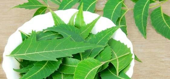 Green Neem Leaves, for Medicine, Packaging Type : Plastic Packet