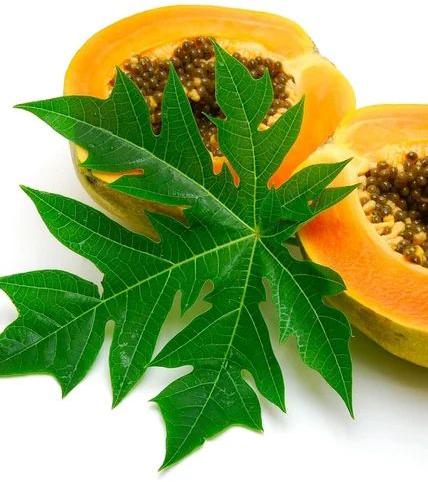 Organic Papaya Leaves, Grade : Medicine Grade