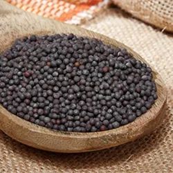 Common black mustard seeds, for Spices, Cooking, Form : Granules