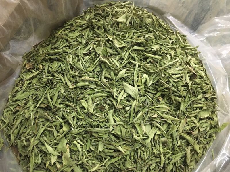 Green Common Dried Stevia Leaves, for Cooking, Medicine