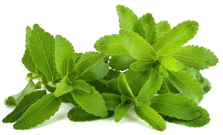 Dark Green Natural Stevia Leaves, for Cooking