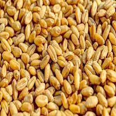 Organic Dried Wheat Seeds, for Used to Make Bread, Crumpets, Muffins, Noodles, Pasta, Biscuits, Chapati Etc.