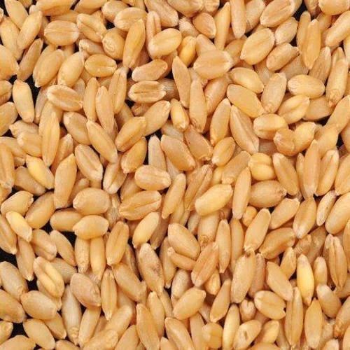 Natural Sharbati Wheat Seeds, for Used to Make Bread, Crumpets, Muffins, Noodles, Pasta, Biscuits, Chapati Etc.