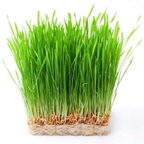 Natural Wheat Grass, Shelf Life : 1year