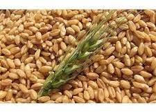 Wheat Seeds