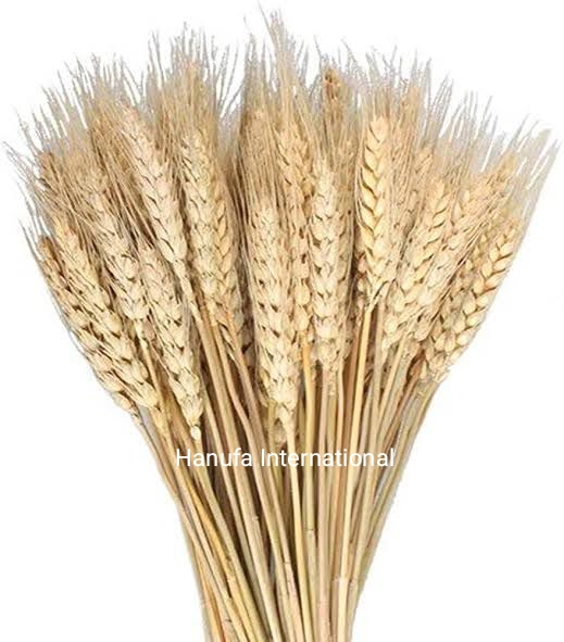 Wheat Grass, Feature : Non Harmful, Organic