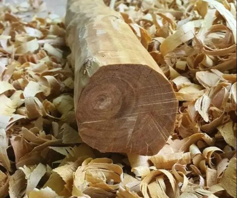 White sandalwood logs