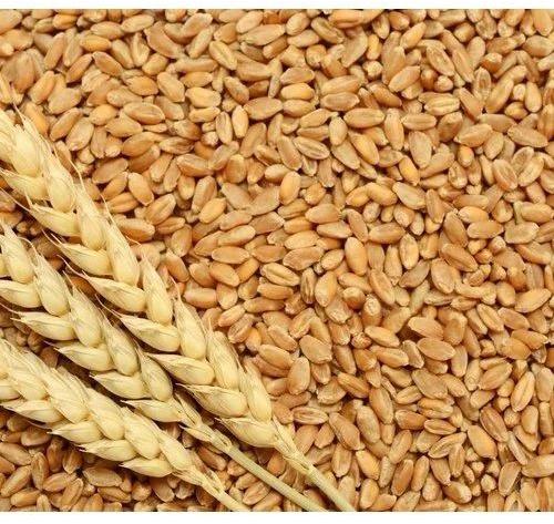 Natural Wheat Grain for Making Bread, Cooking, Bakery Products