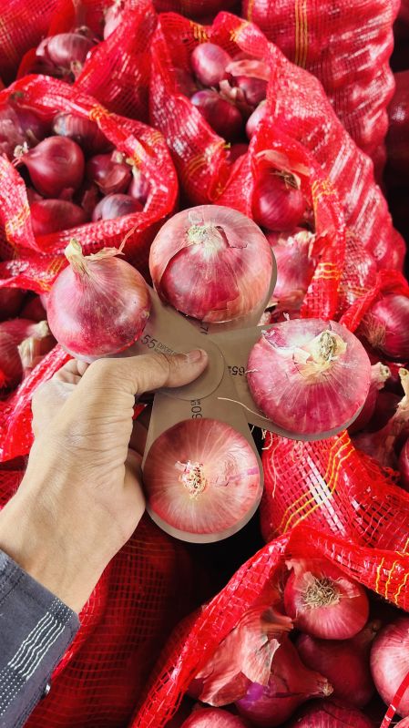 Red Nashik Onion, for Human Consumption, Packaging Size : 25kg