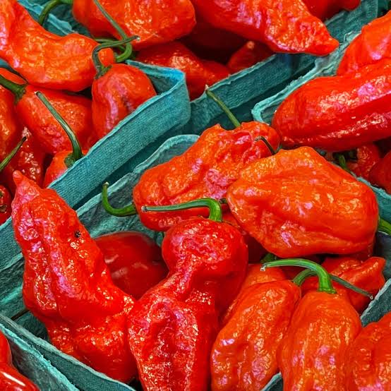 Raw Organic bhut jolokia for Food Medicine, Spices, Cooking