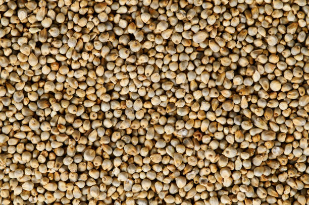 Organic Pearl Millet, Feature : Natural Taste