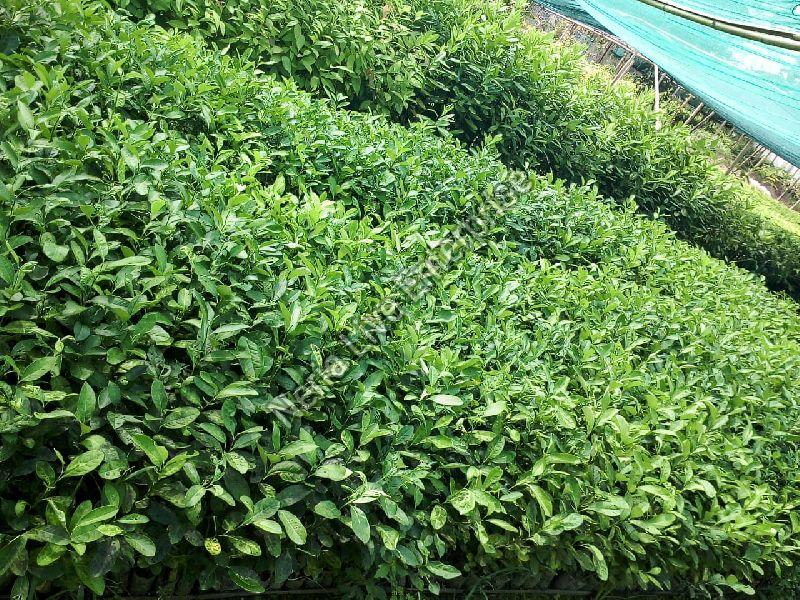 Assam Lemon Seedlings, Feature : Healthy Live Plant