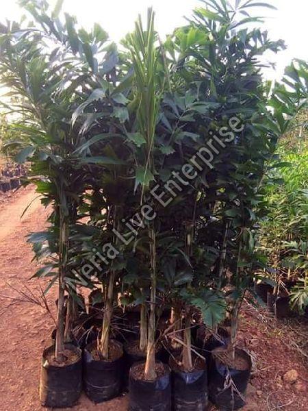 Bottle Palm Plant, for Plantation, Feature : Longer Shelf Life