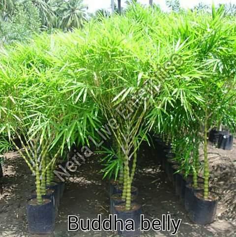 Buddha Belly Bamboo Plant, for Home Decoration, Length : 0-10ft, 10-20ft, 20-40ft
