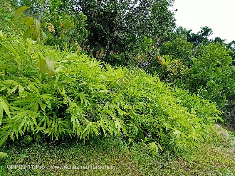 Dendrocalamus Strictus Bamboo Plant