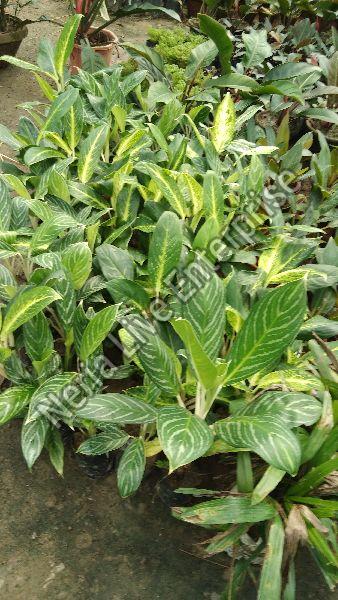 Dieffenbachia Plant, Color : Green