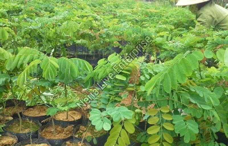 Indian Senna Plant