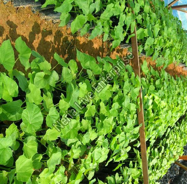 Jatropha Curcas Plant, Color : Green