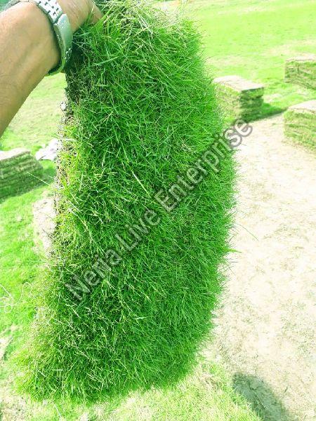Mexican Carpet Grass, Color : Light Green