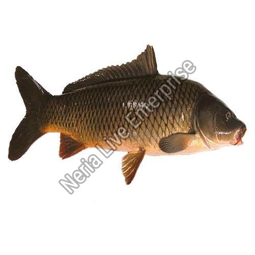Rahu Fish, for Human Consumption, Packaging Type : Vaccum Packed, Thermocole Box