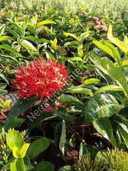 Singapore Ixora Plant