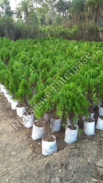Tuja Pine Plant