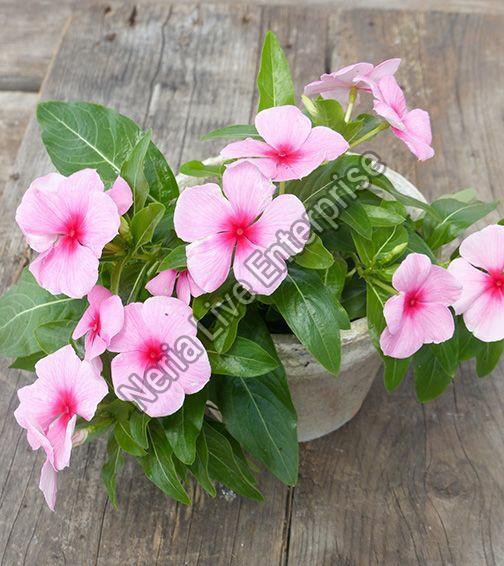 Vinca Plant, Weight : 600 Gms