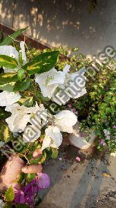 White Bougainvillea Plant for Decoration