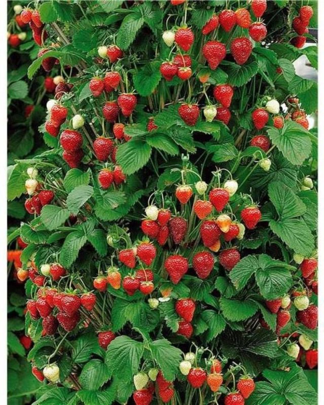 Strawberry Plant