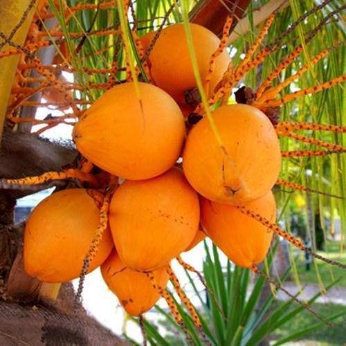 Natural Orange Tender Coconut, Packaging Type : Bag
