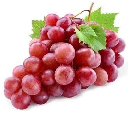Organic Fresh Red Grapes, for Human Consumption, Shelf Life : 10 Days