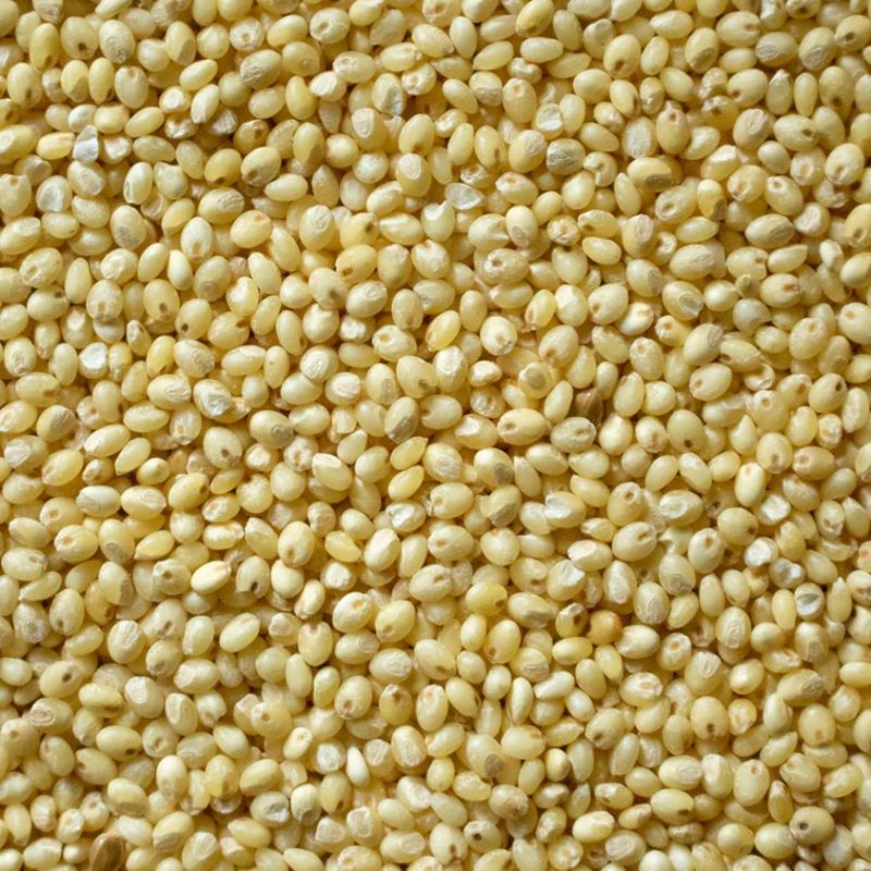 Organic Proso Millet Seeds, Style : Dried