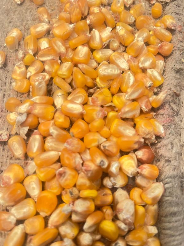Yellow corn, for Animal Feed, Style : Dried