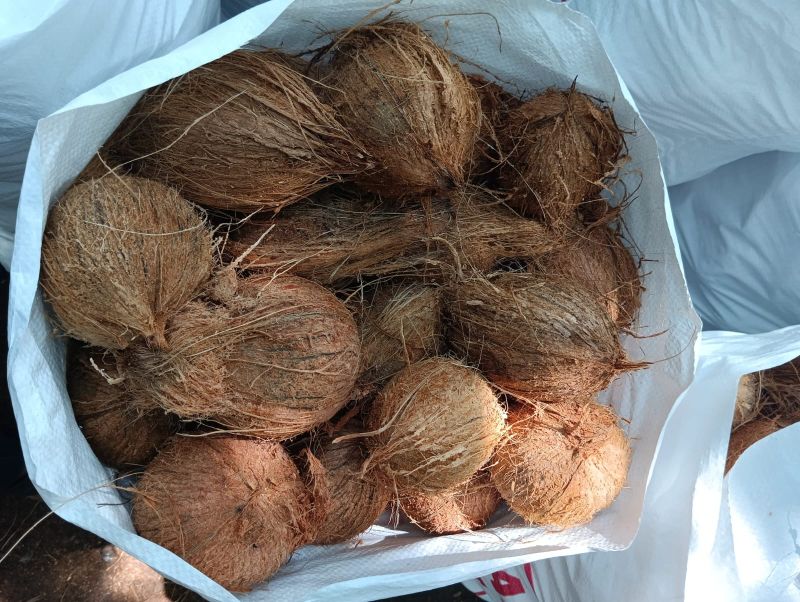 Raw Natural semi husked coconuts, Packaging Size : 50Kg