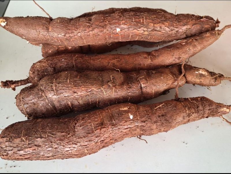 Fresh Tapioca, For Human Consumption, Cooking