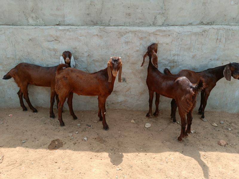 20-30 Kg Cutting Goats, Gender : Male