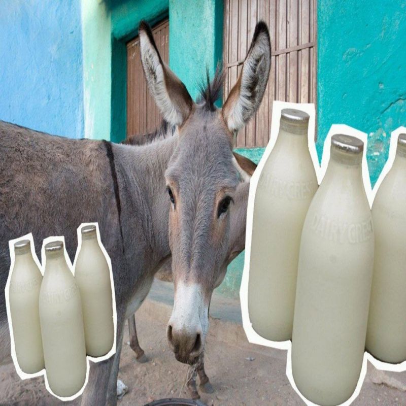 White Liquid Donkey Milk, For Medicine Use, Purity : 100%