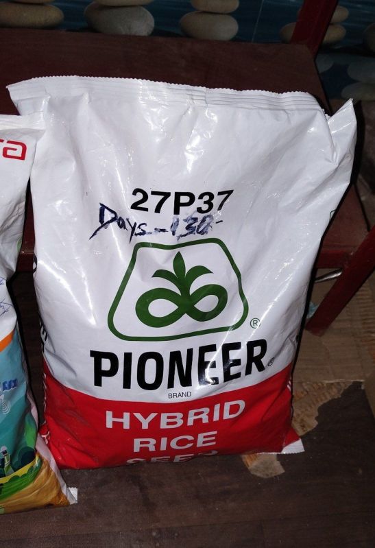 3 Kg Kharif Pioneer Hybrid Paddy Seed For Agriculture