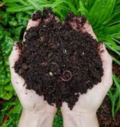 Cow Dung Organic Fertilizer Manure for Agriculture