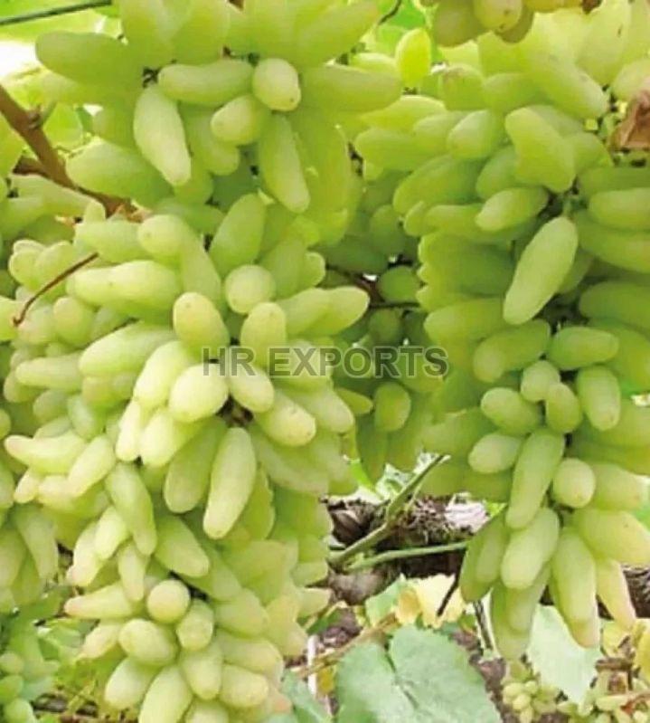 Fresh Green Grapes, for Human Consumption, Packaging Size : 25kg