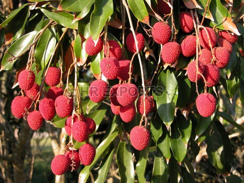 Red Solid Common Fresh Lychee, for Human Consumption, Packaging Type : PP Bag